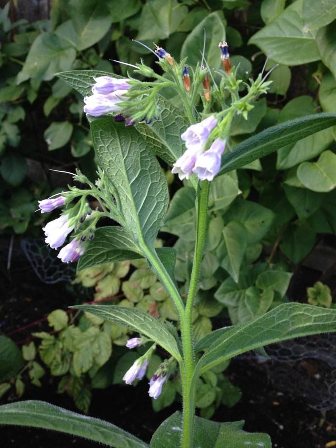 中药紫草和香料紫草,中医讲述中药紫草
