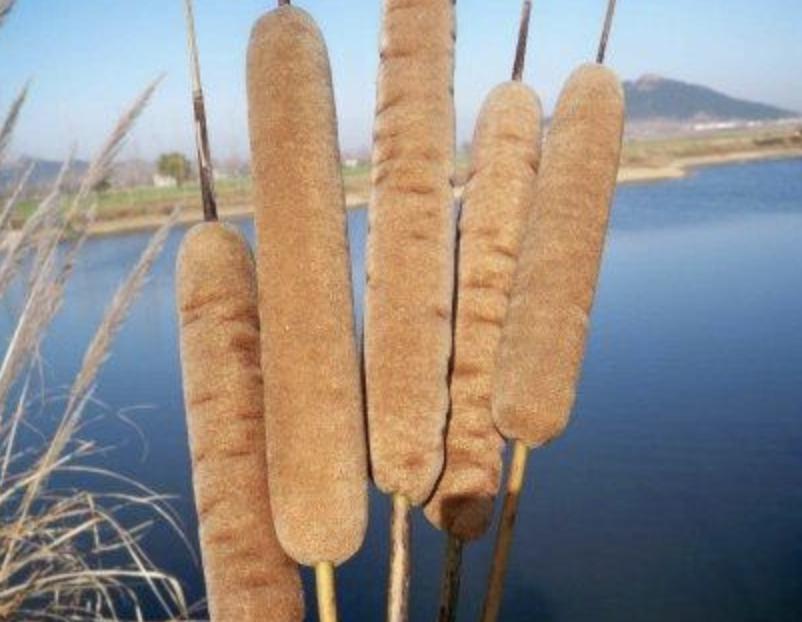 过年回老家长满杂草,回老家路上看到草一样的东西