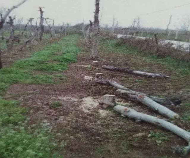 老苹果树嫁接改造视频,苹果树老树最新改造方案