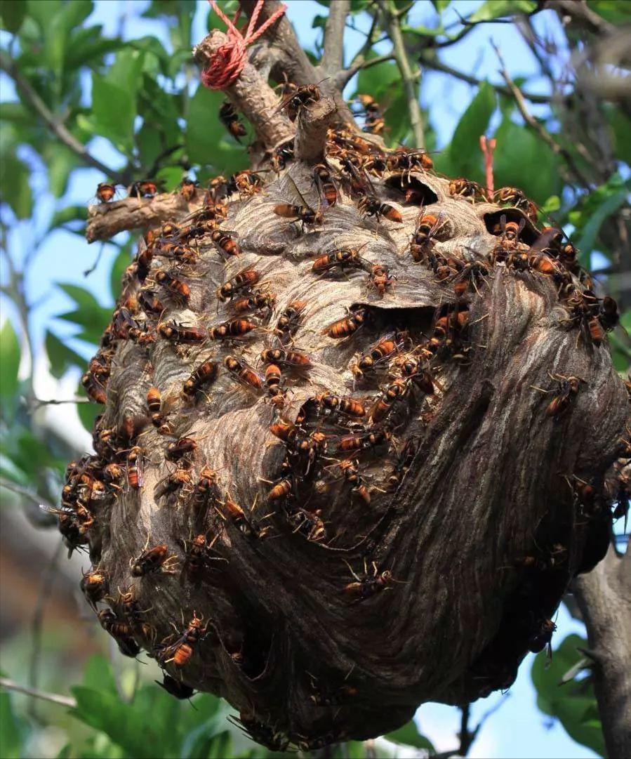 广西马蜂蜇伤事件,扫墓被马蜂蜇死