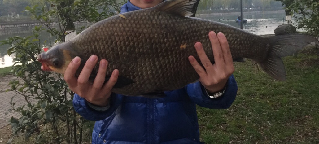 筏竿串钩钓鲫鱼用什么钩好,冬天筏竿串钩钓鲫鱼打窝吗