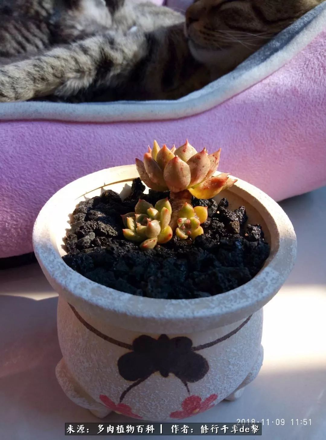 鱼和熊掌不可兼得自由和爱情,鱼和熊掌不可兼得胖和丑如影随形