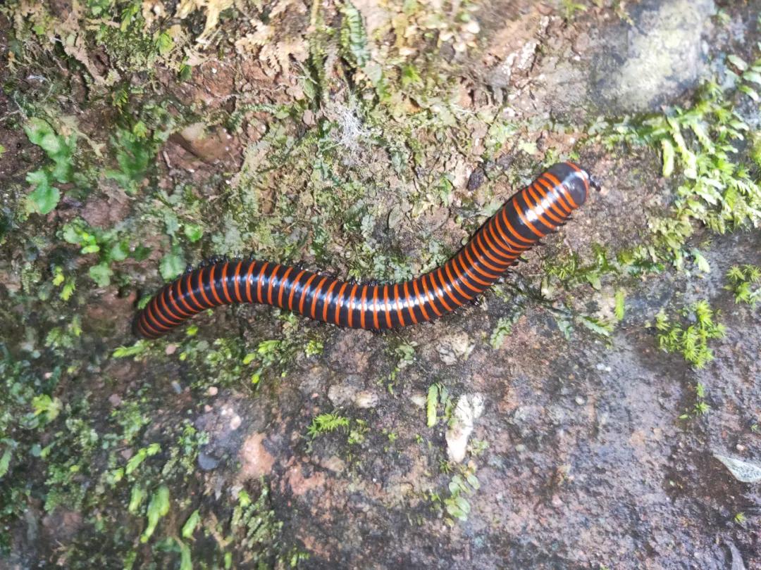 5cm长的萤火虫,通体发光的萤火虫