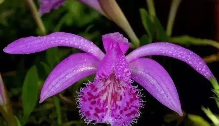 五种最具欣赏价值的兰花,欣赏史上最全的兰花