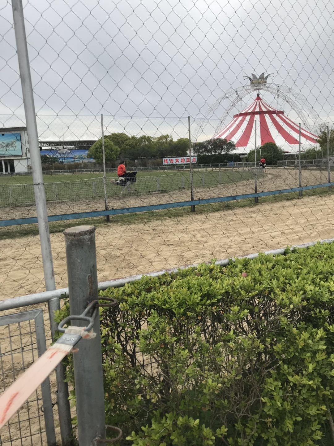 上海野生动物园太阳广场节目安排,上海野生动物园建议游玩时间