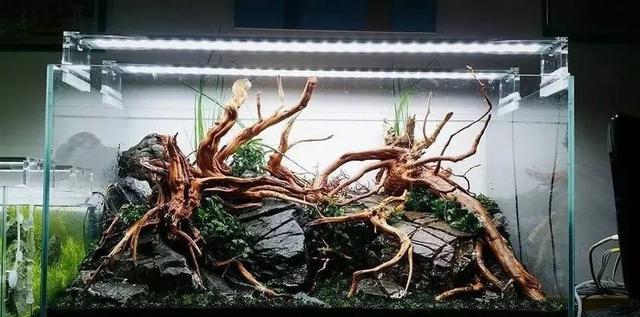 杜鹃根用什么水草造景好看,松皮石搭配杜鹃根造景图片