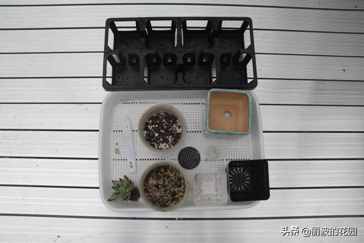 普通多肉怎么选花盆种植,初学者种植多肉技巧