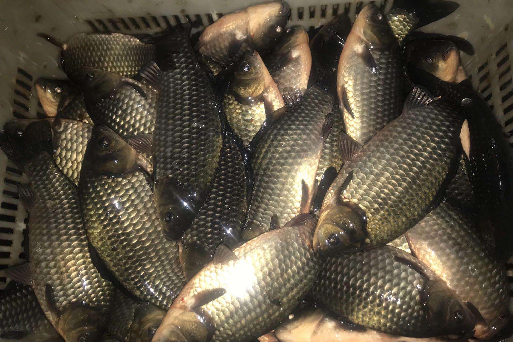 什么样的钓鱼小药穿透力强,什么钓鱼小药可以增加穿透力