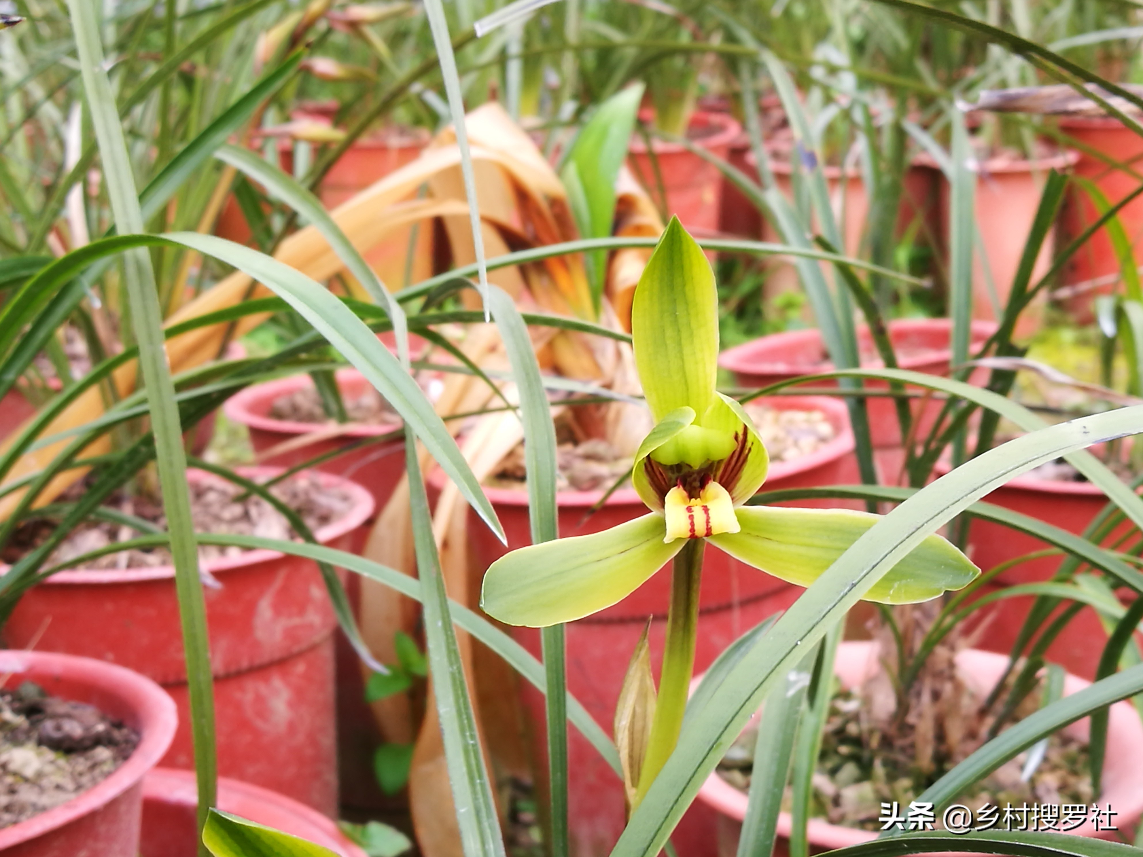兰花如何栽培才长得好,兰花如何栽培才能长得茂盛