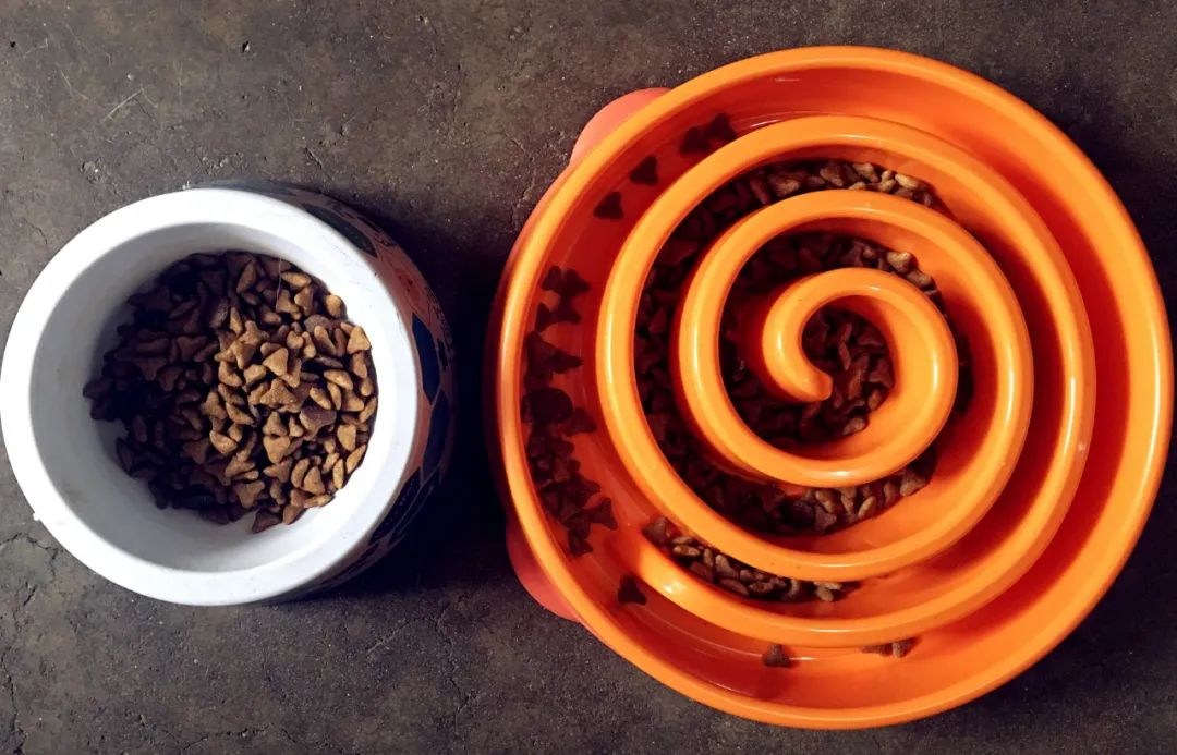 狗狗吃饭急得不得了,狗狗生病不吃饭的各种症状