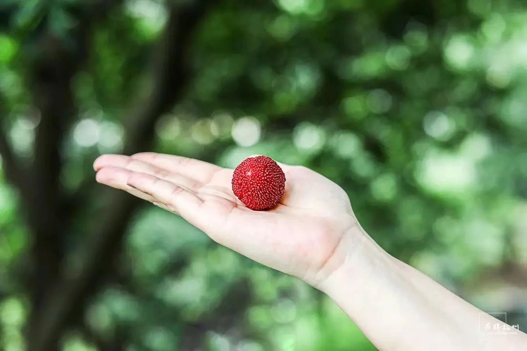 杨梅每一个大概有多少虫子,每颗杨梅都是精挑细选