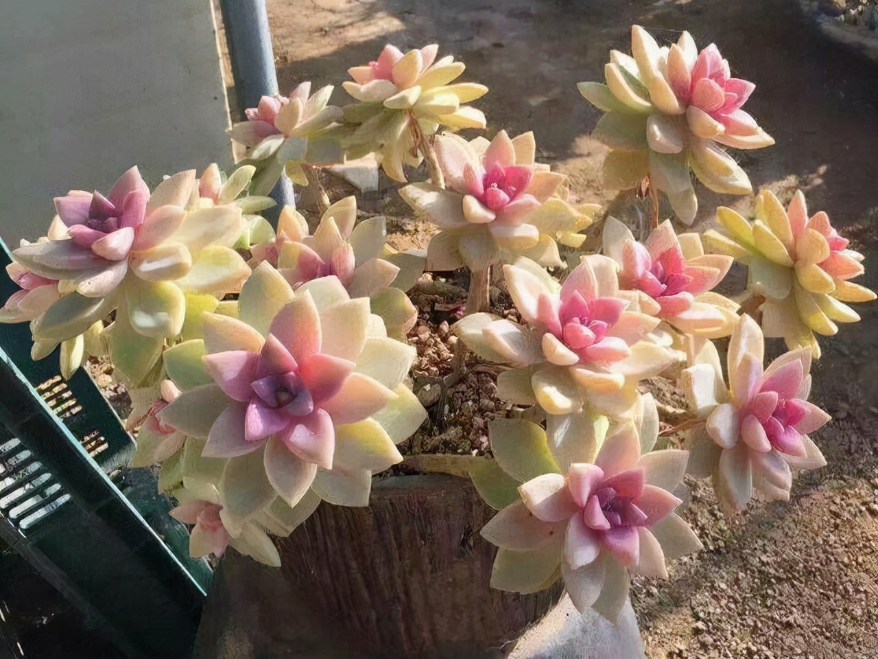 好养而且容易爆盆的多肉 (在家养这几种多肉分分钟养爆盆)