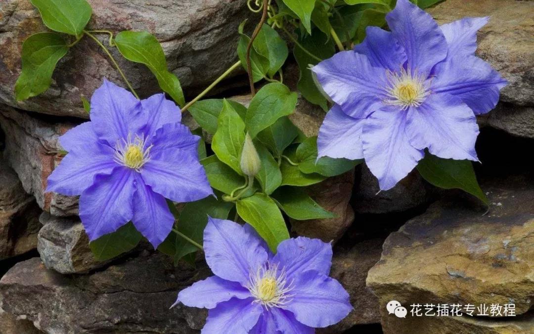 「花艺知识」50种常见花材的花语~（建议收藏）