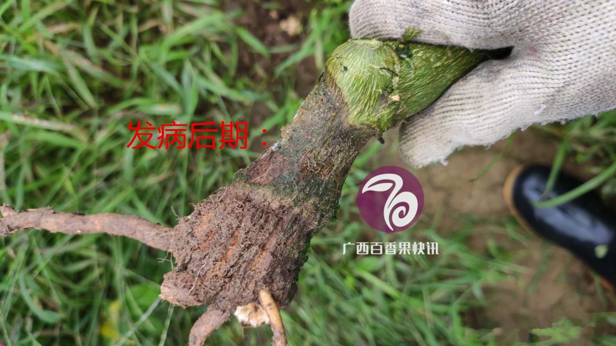 百香果镰刀菌属型、疫霉属型茎基腐病的区别与防治