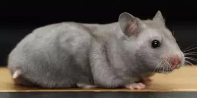 仓鼠种类大仓鼠,仓鼠的详细资料仓鼠的种类