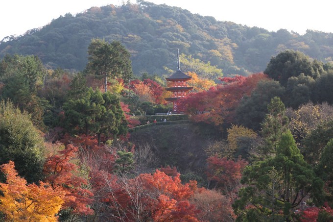 日本京都枫叶季旅游攻略,日本关西赏枫旅游攻略
