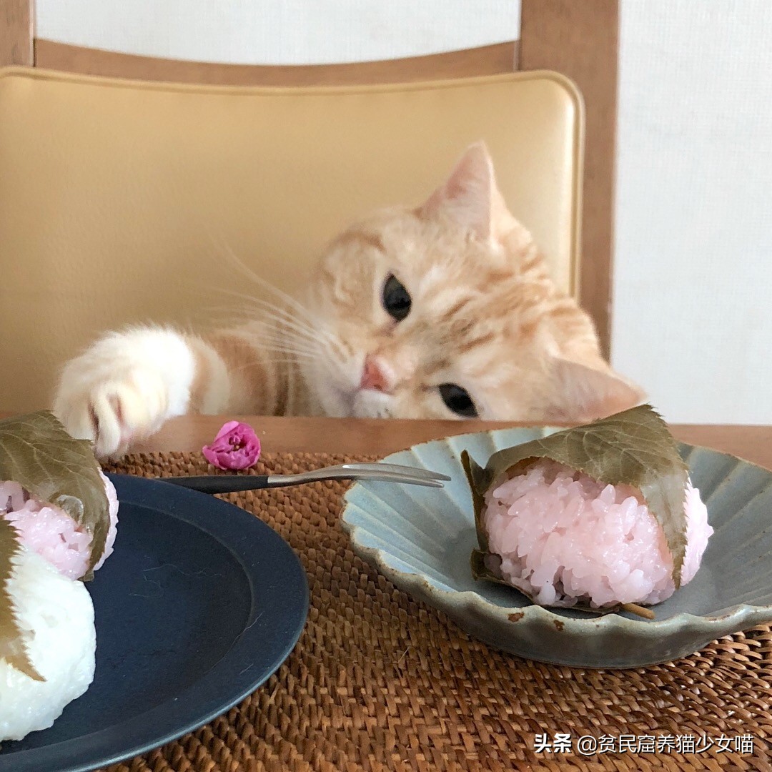 猫咪一般吃什么最好,喵星人喂食指南