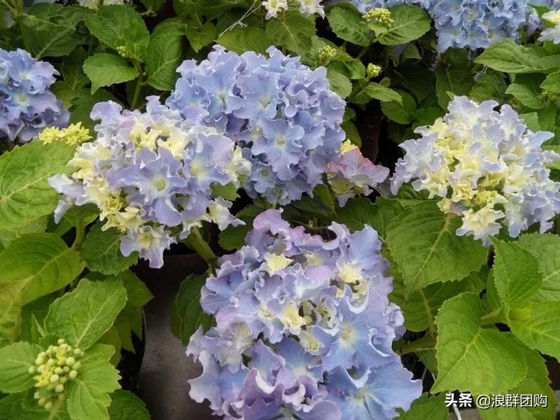 十种好看的绣球,最好看的绣球花视频