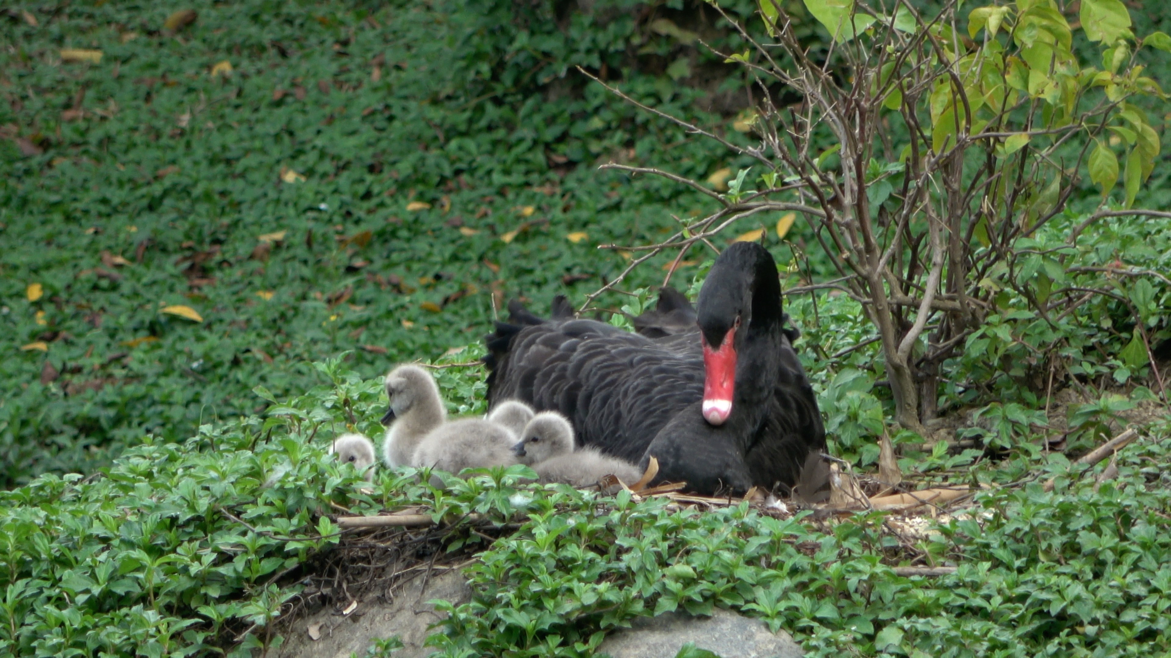 森波拉森林景区,广东清远森波拉旅游度假区