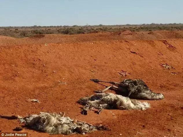 澳洲牛奶销量,澳洲的牛乳钙涨价了吗