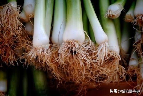 为什么说狗狗不能吃花生,狗狗偶尔吃点猫粮好不好