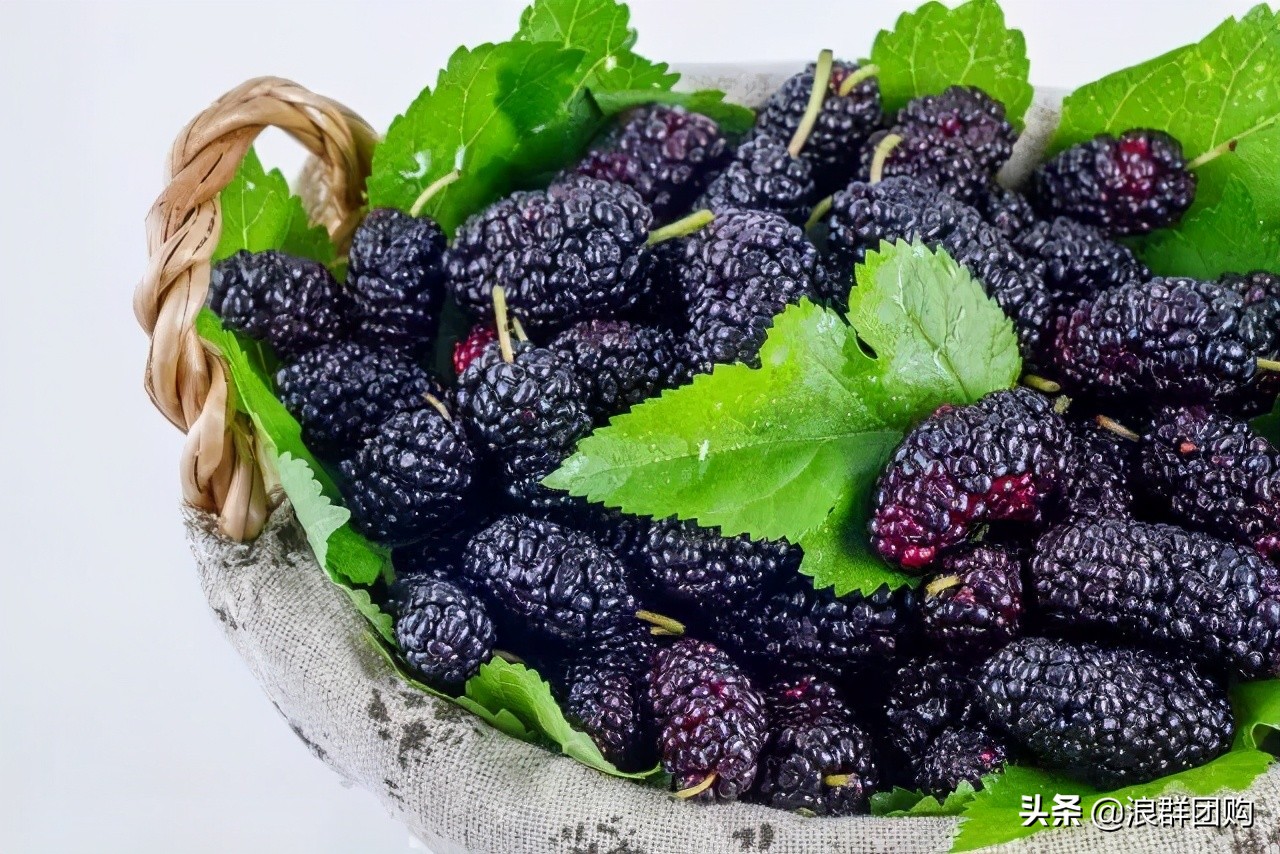 四季果桑有几个品种,新手种果桑哪个品种最好