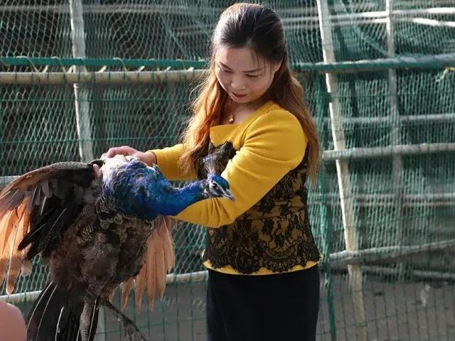 目前养殖什么前景不被看好呢,什么养殖成本低见效快适合新手