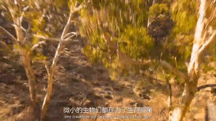 豆瓣9.6！娃刷到停不下来，还能看出人生大道理