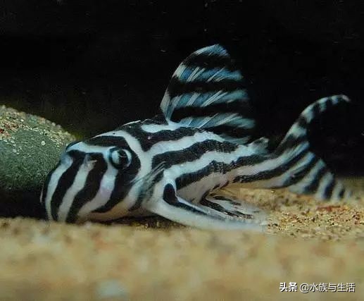 鱼缸除藻能手排名,鱼缸过滤除藻能手