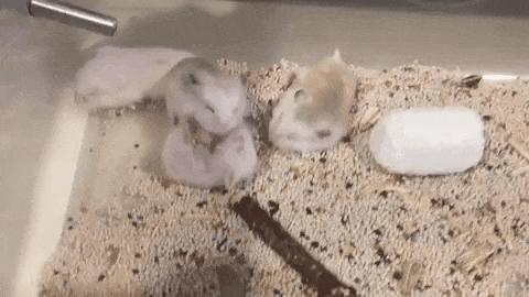 浠撻紶瀵归紶瀹濆疂涓嬫墜,浠撻紶鍜岄紶瀹濆疂鎵撴灦