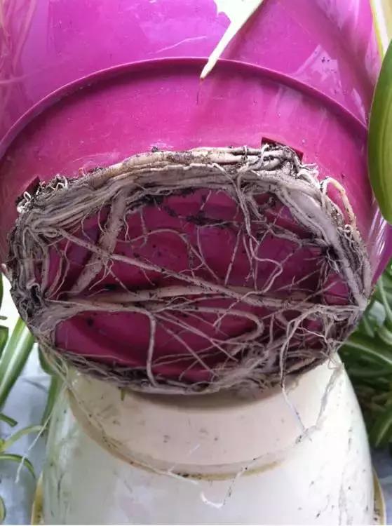 吊兰绿萝用什么土最好,绿萝吊兰盆栽多久施一次肥