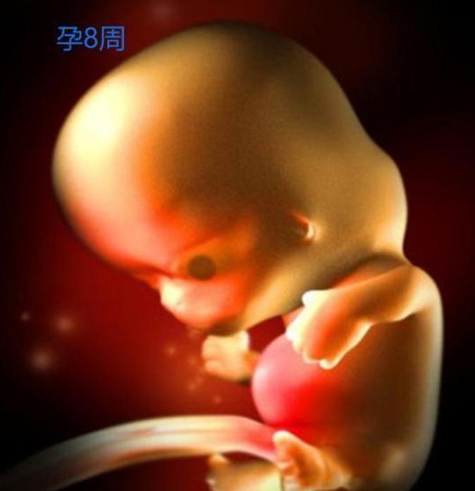 胎儿形成全过程曝光，9张高清图让你致敬母亲：母爱有多伟大