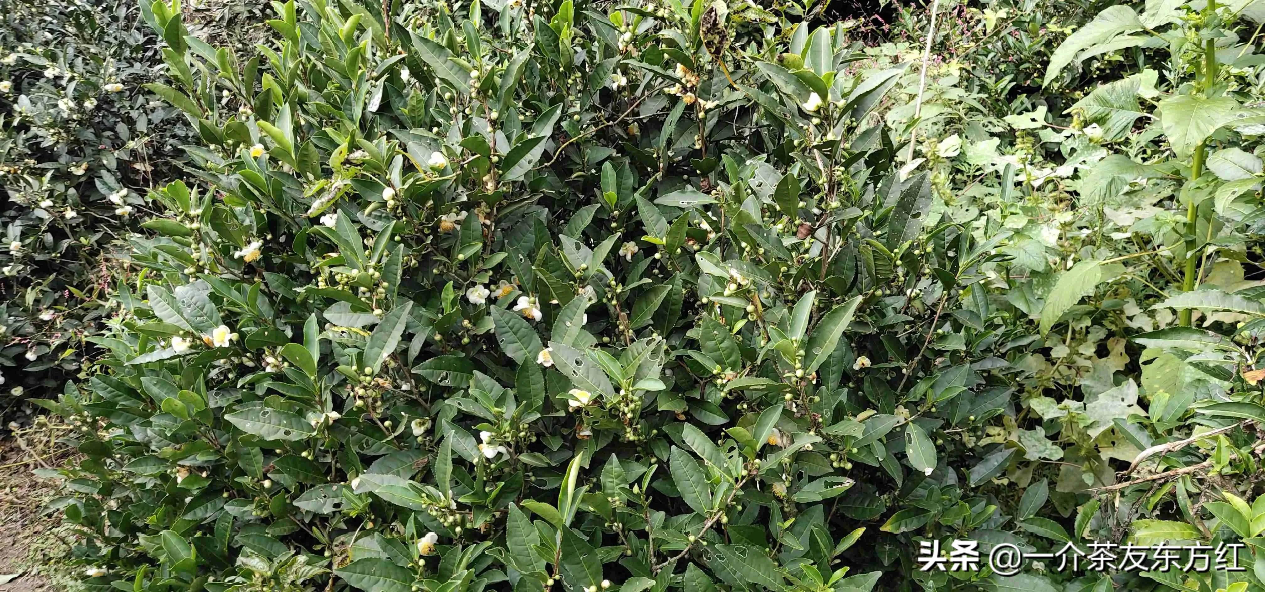 六安大别山主峰白马尖一日游游记,六安霍山攻略