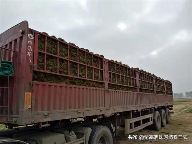 紫塞明珠,紫塞明珠苗木基地在哪里