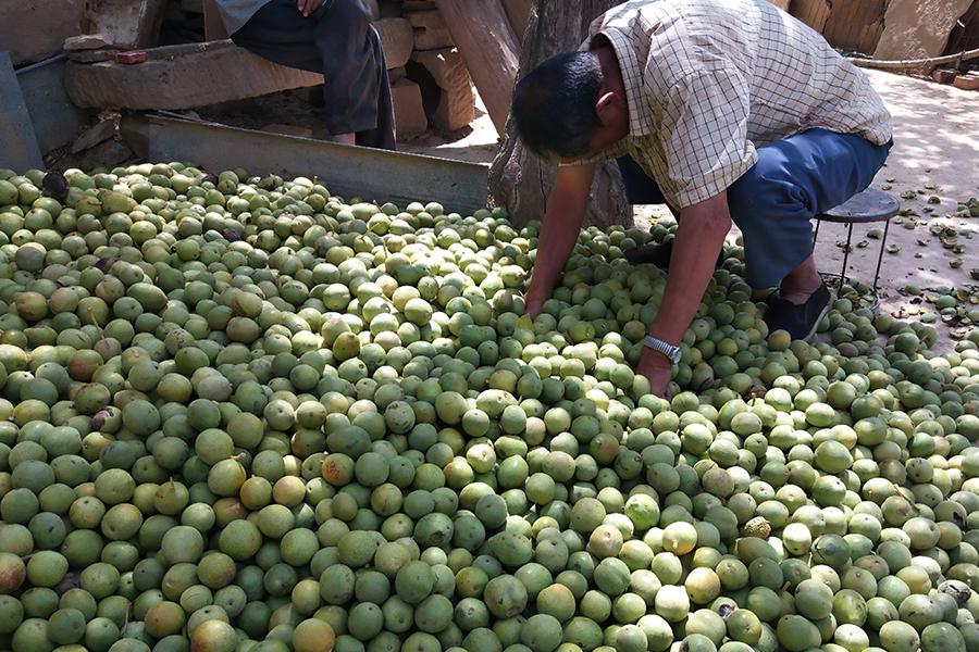 一斤3元，每年只吃3个月，去皮手染黑，一次买10斤不够吃