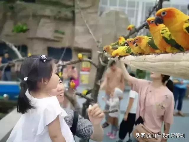 自驾游山东日照网红打卡旅游攻略,东夷花仙子美景