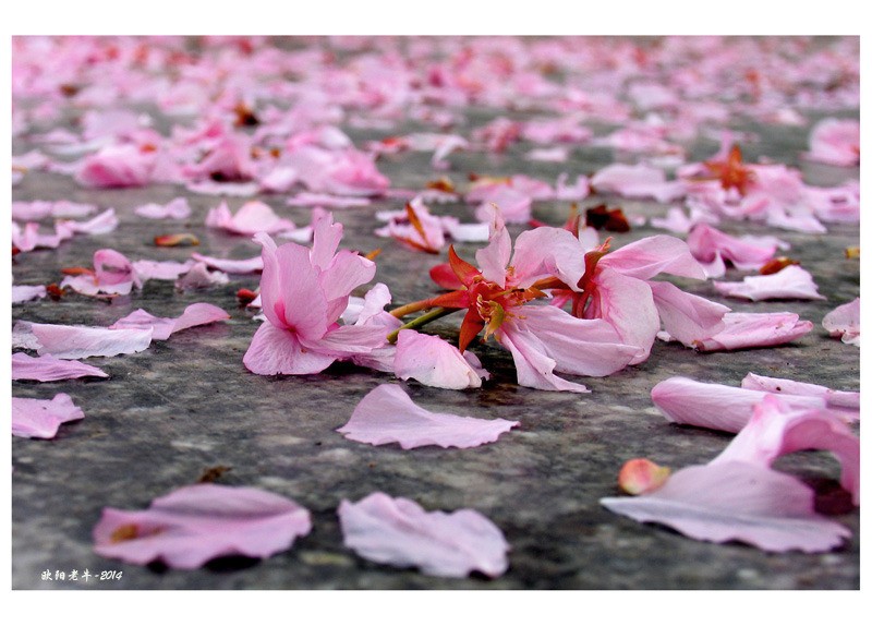 闲看庭前花开花落全诗,闲听花开花落整首诗