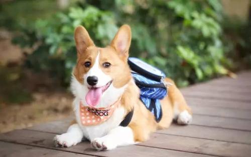 狗狗总是喜欢舔人怎么回事,狗狗总喜欢舔主人的手是咋回事