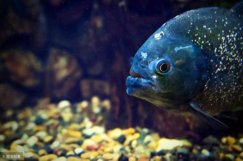 观赏鱼撞缸蹭缸怎么办？