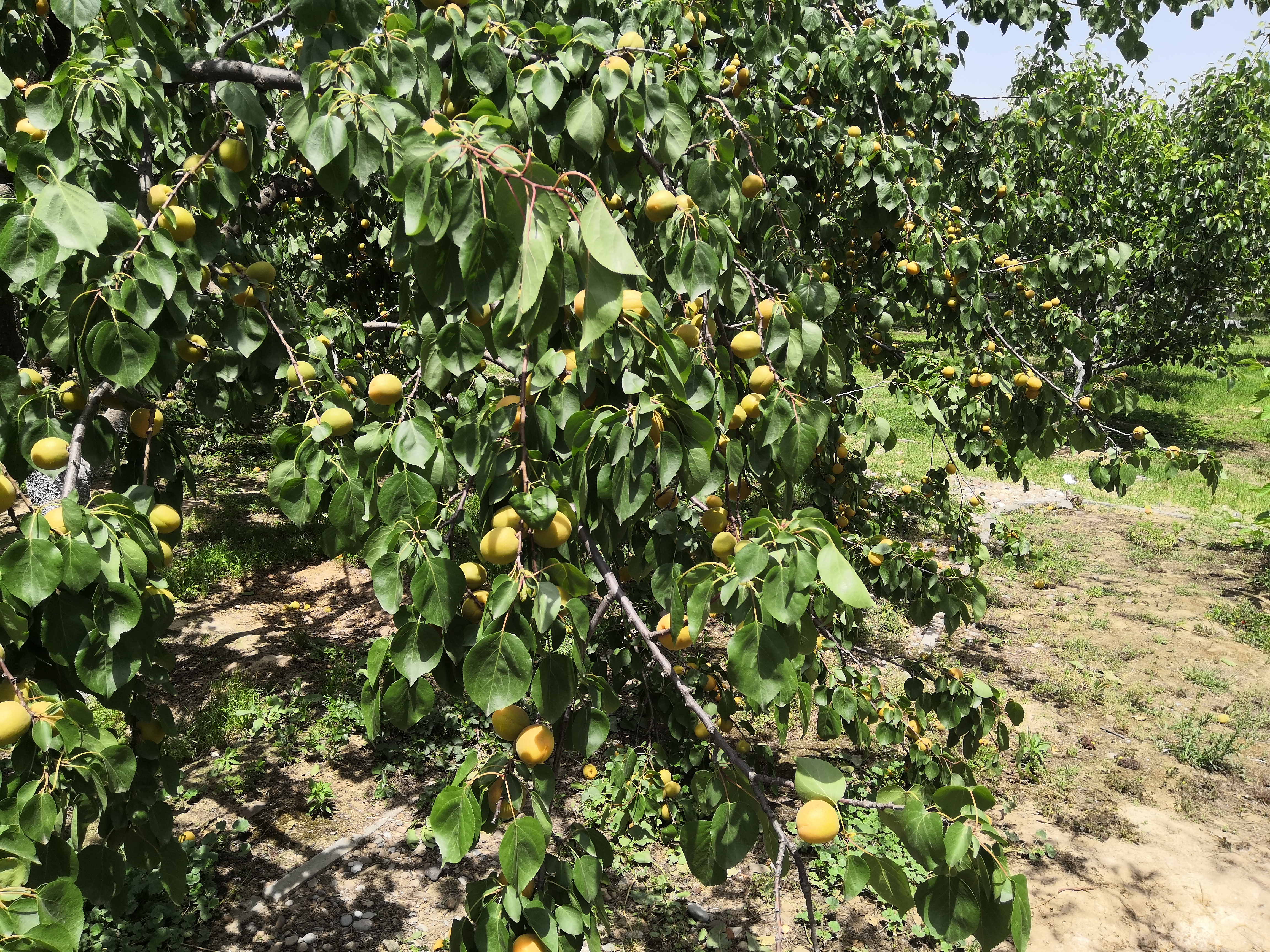 老侯看天下,西安浐灞国家湿地公园近期航拍