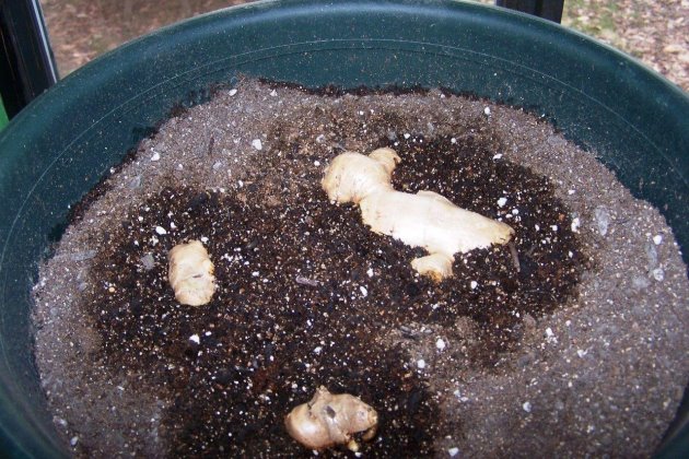 如何种生姜阳台盆栽生姜,生姜如何种植成盆栽