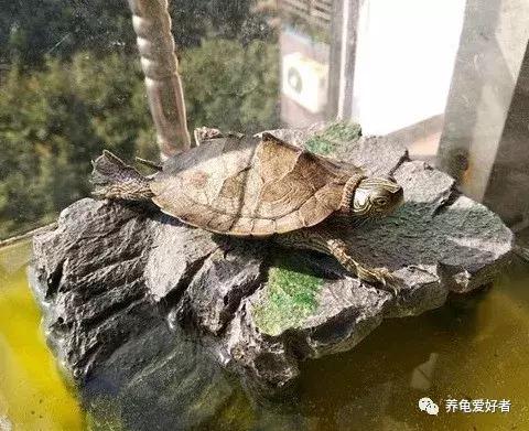 乌龟咬尾怎么办,乌龟咬鱼有什么办法