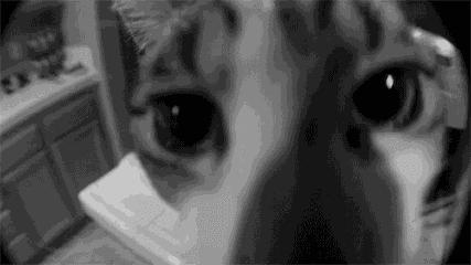 用动物做品牌宣传要版权吗,人工制作小动物宣传