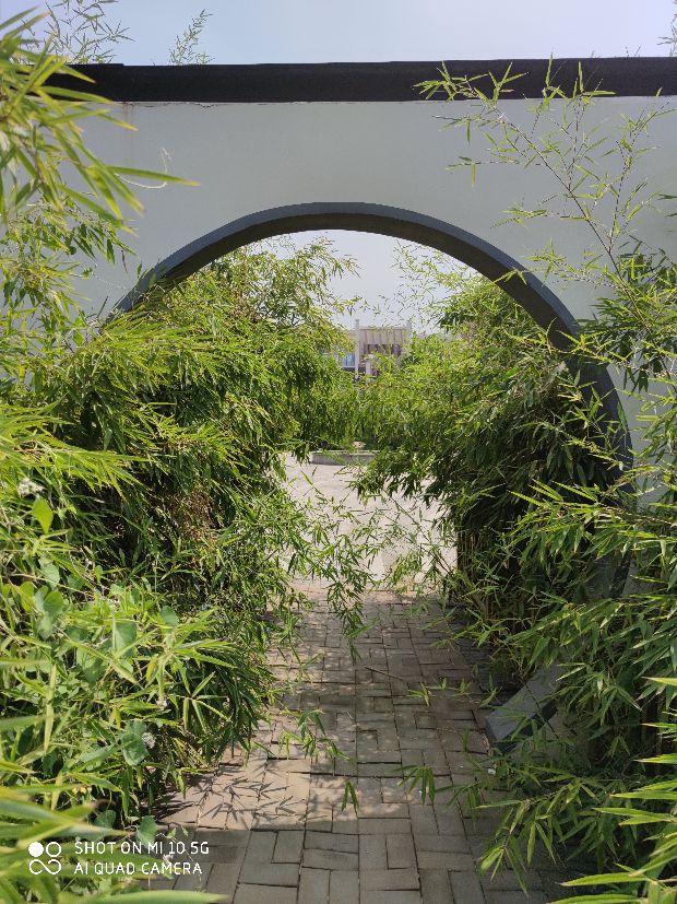 竹之礼赞作文300字,竹之礼赞