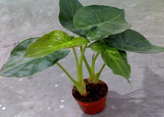 滴水观音夏天怎么养,滴水观音冬天养殖方法和注意事项