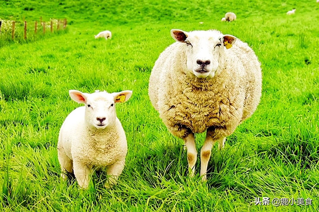 羊肉绵羊好吃还是山羊好吃,绵羊和山羊的区别哪个肉好吃