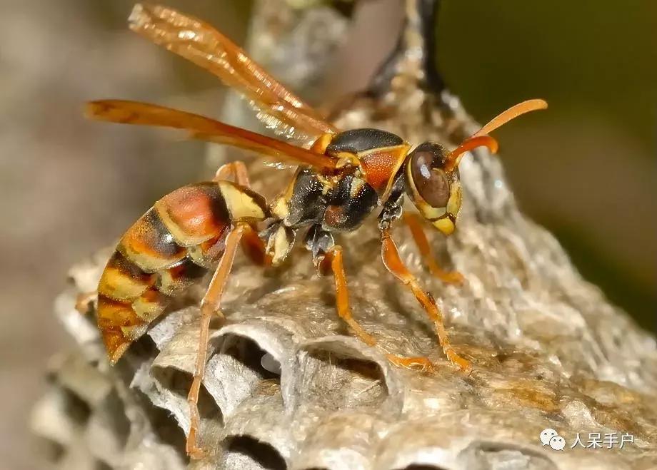 人工养殖的天敌昆虫,昆虫天敌大全