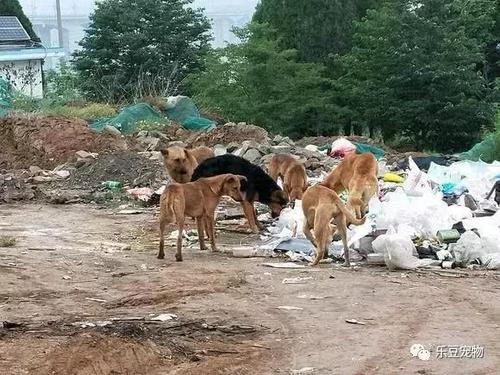 无人看管的狗怎么处理,路上遇到狗挡路怎么办