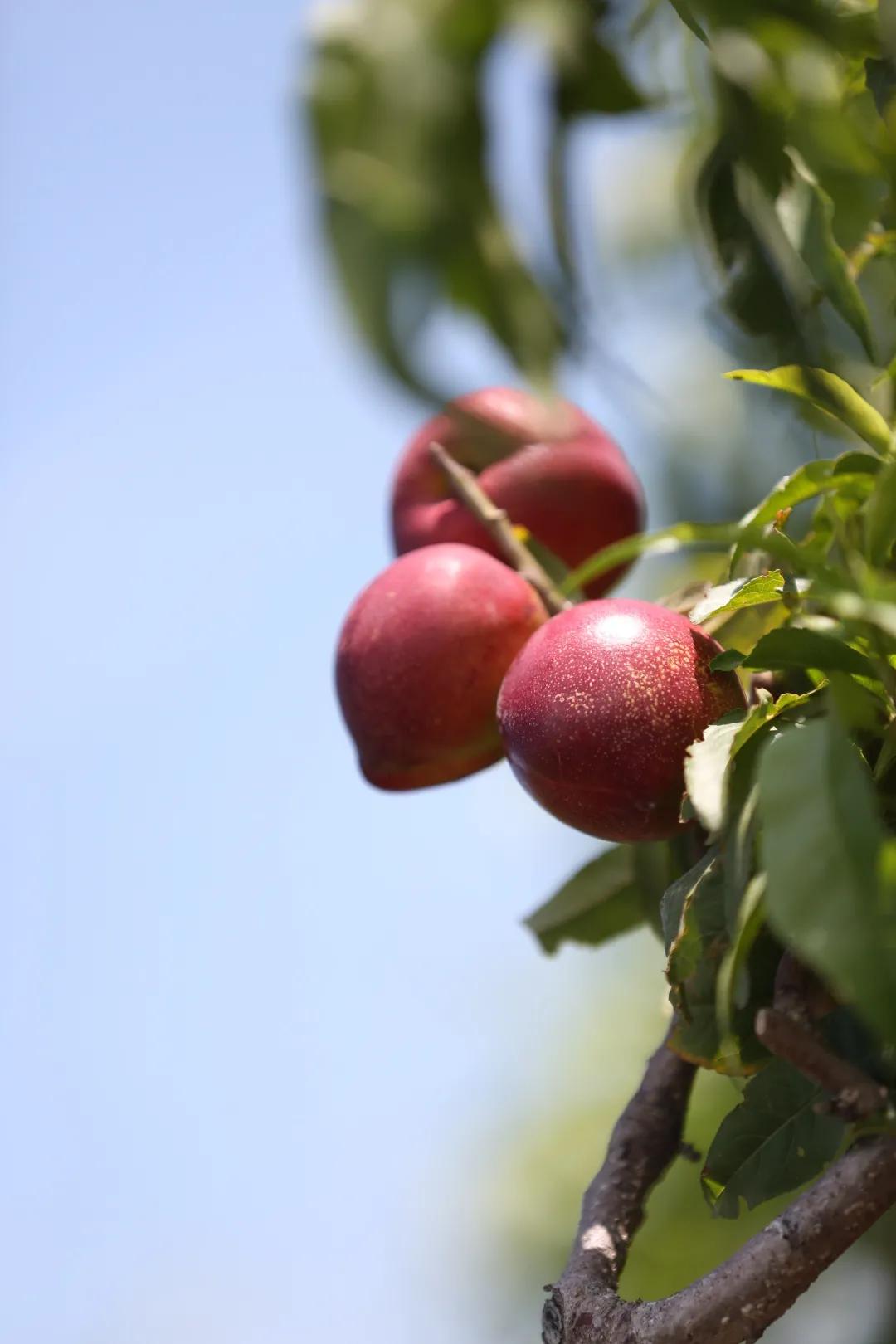 红红油桃挂枝头，这个五月“桃”你欢心
