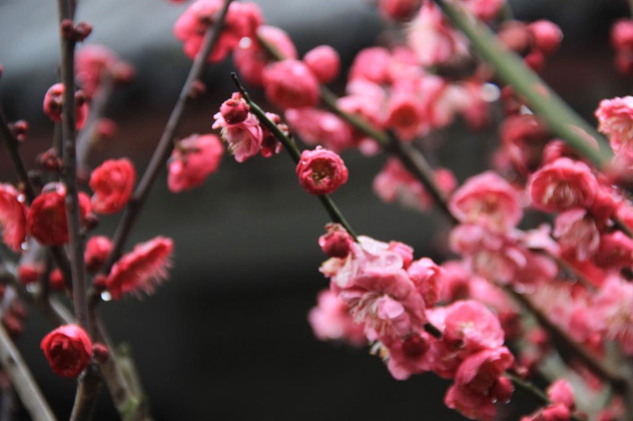 根博园根雕,根宫佛国根雕视频